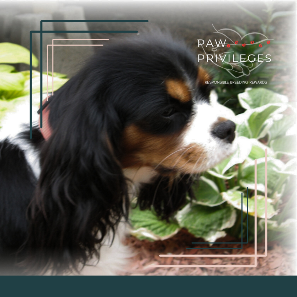 Puppytails Cavaliers | Responsible Breeders in Canada