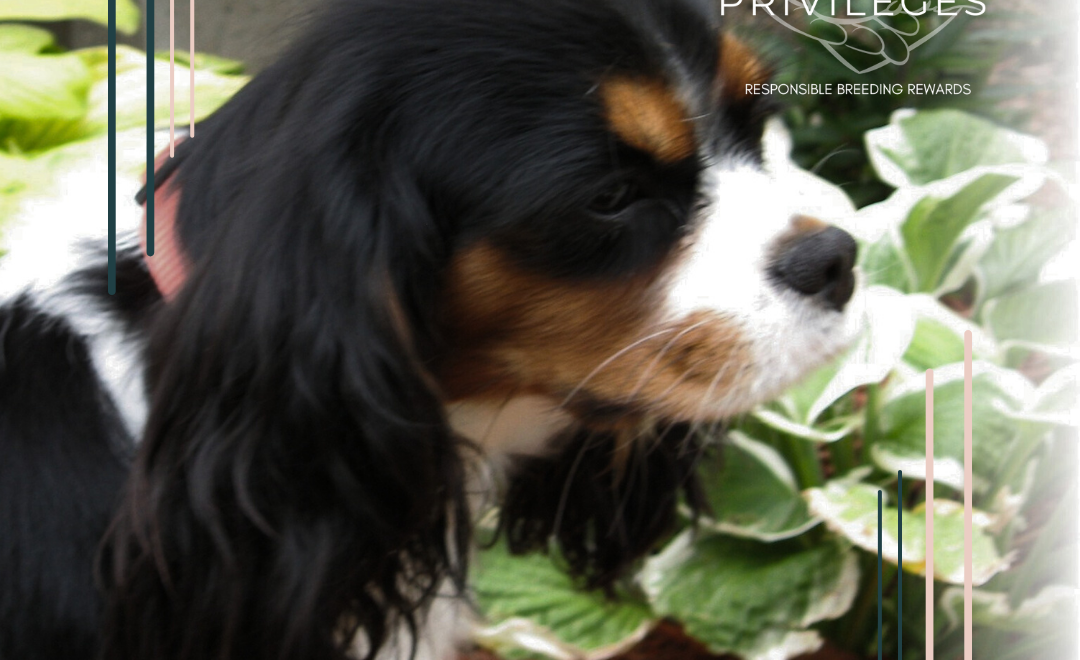 Puppytails Cavaliers | Responsible Breeders in Canada