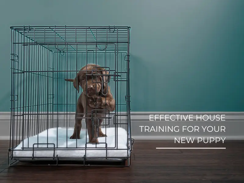 Effective House Training Techniques for Your New Puppy