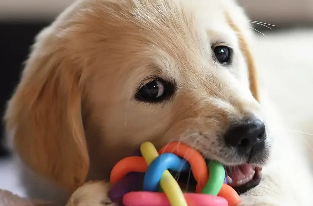 Paw Privileges. Find a Dog Breeder in Canada