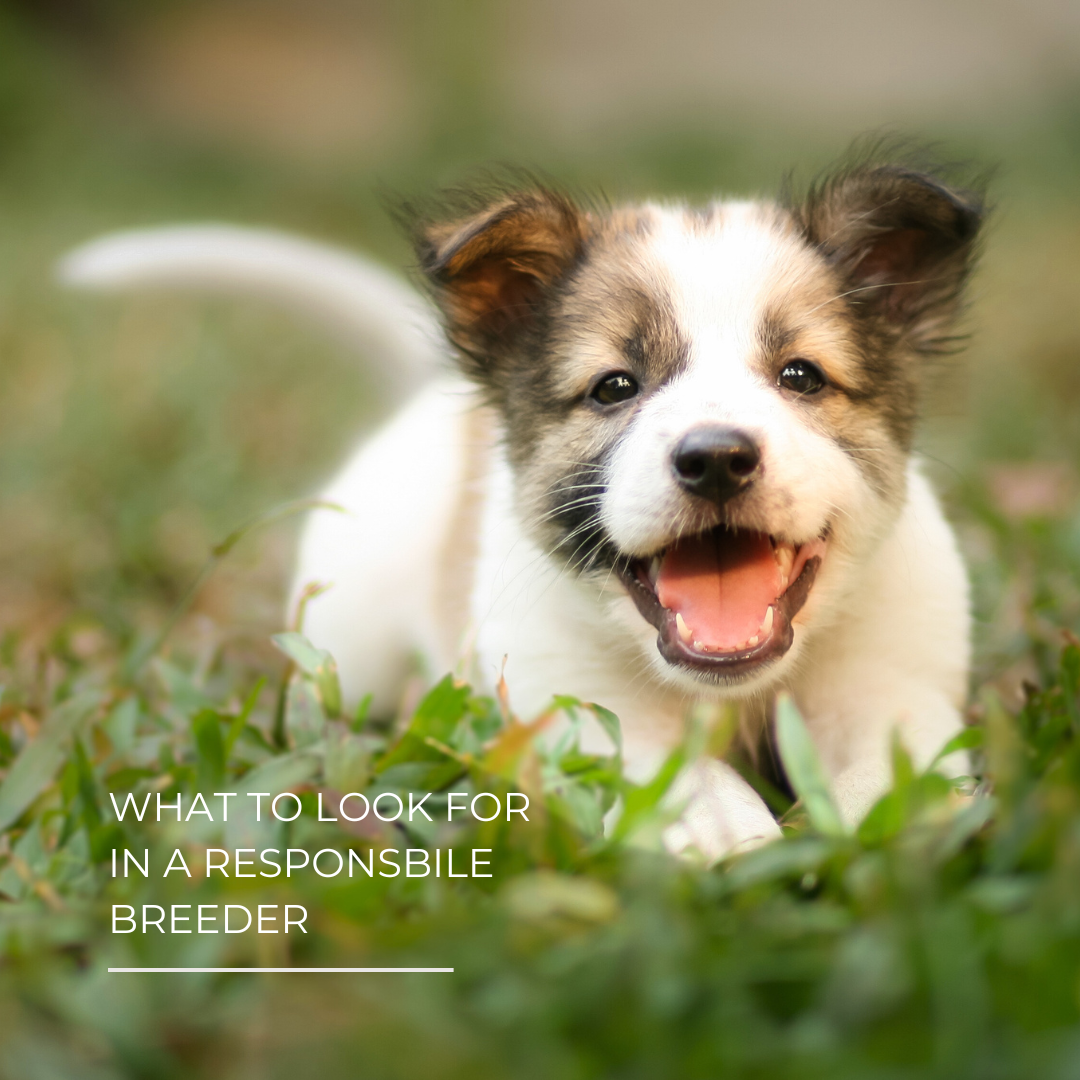 Paw Privileges | Responsible Breeders - Paw Privileges
