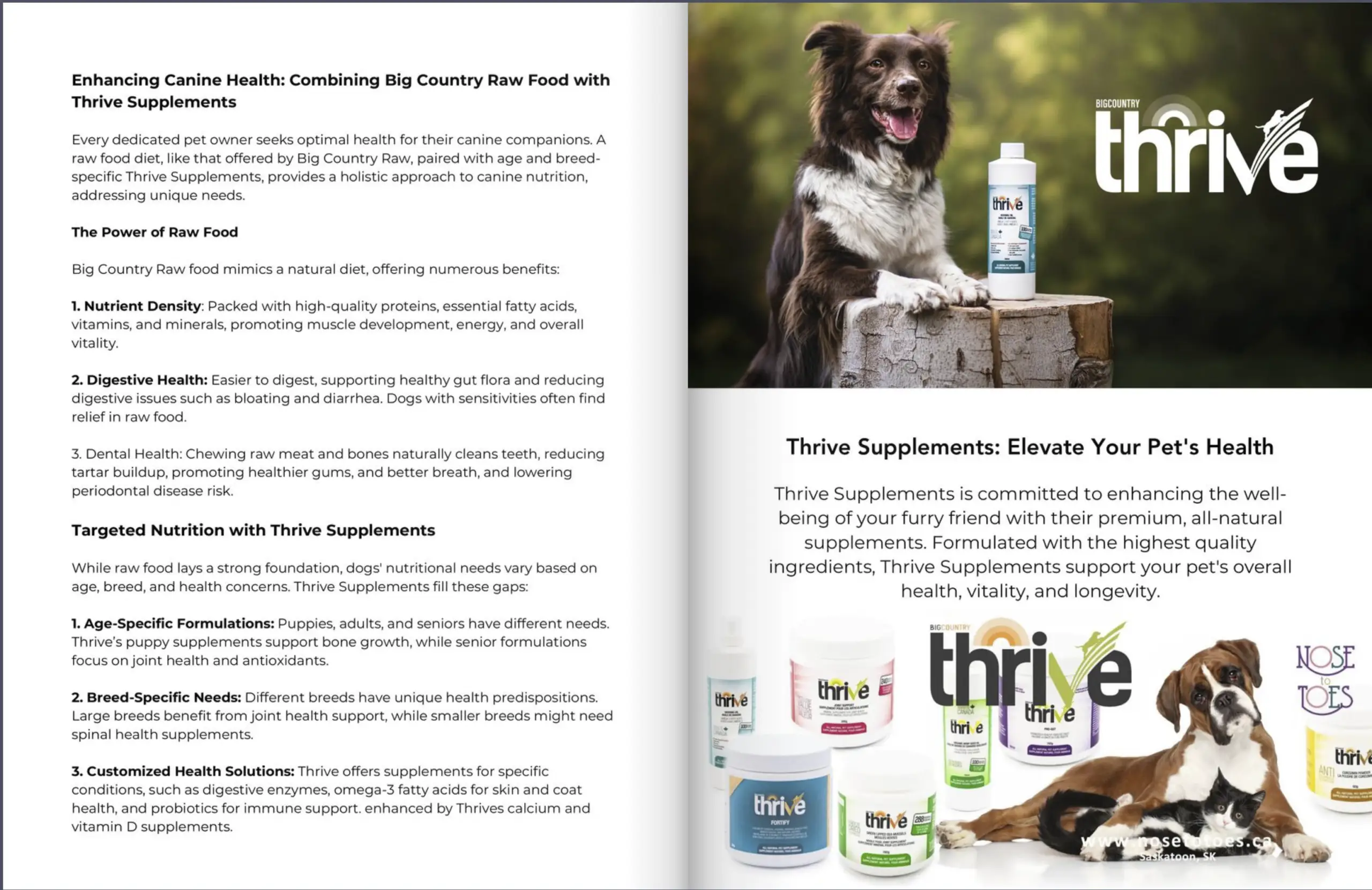 Elevate Yours Pet's Health