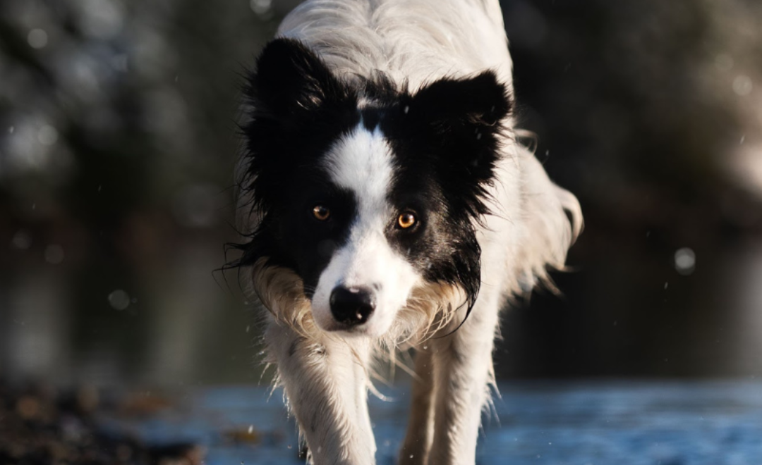 Best Kibble for Dogs in Canada