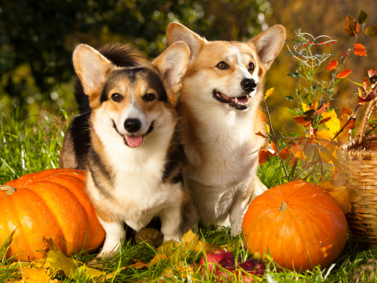 Pumpkin for Your Dog