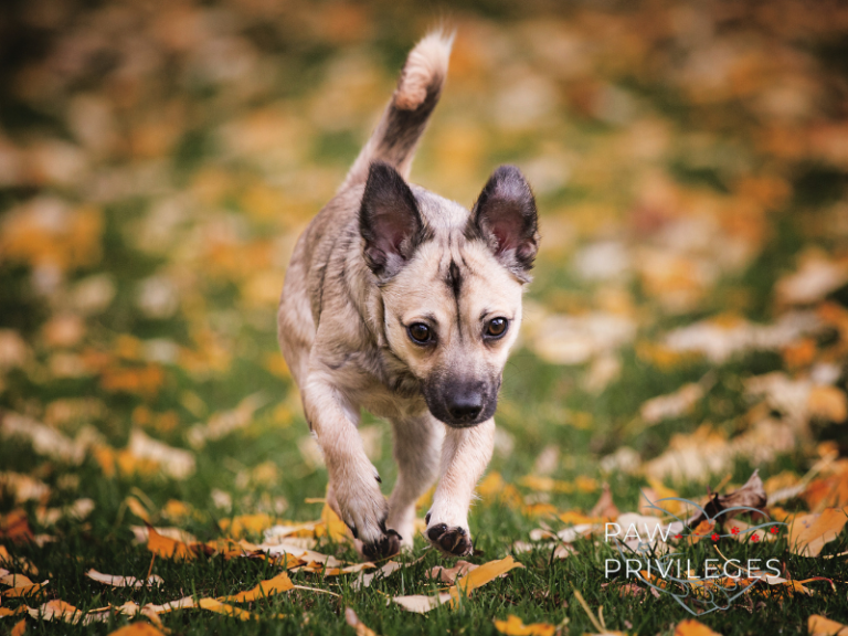 Understanding Puppy Behaviours