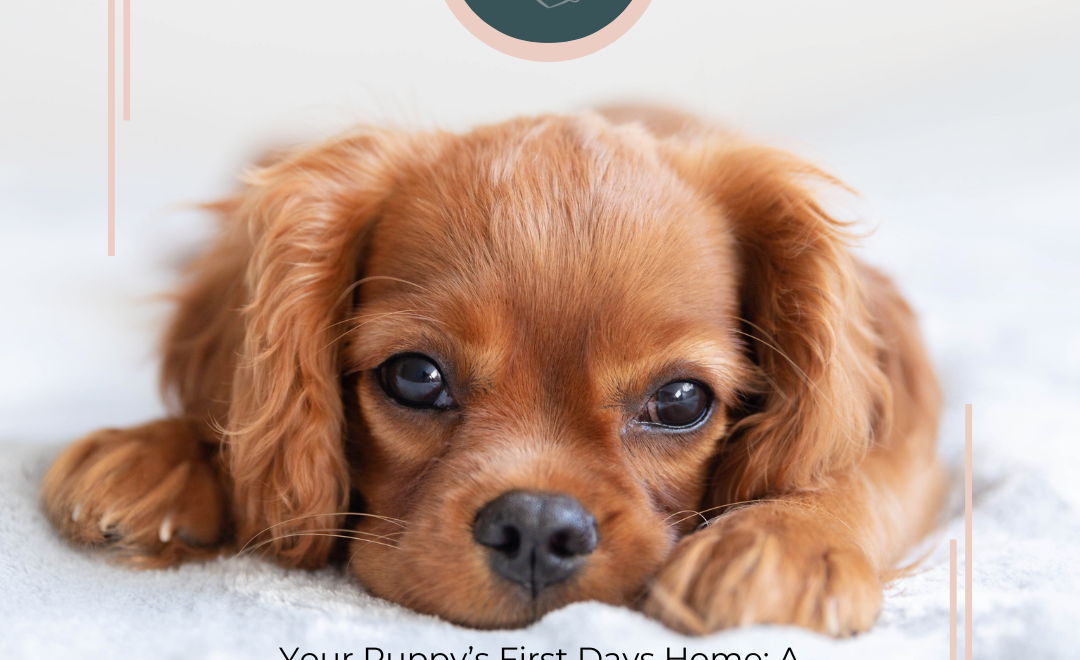 Your Puppy's First Days Home: A Survival Guide