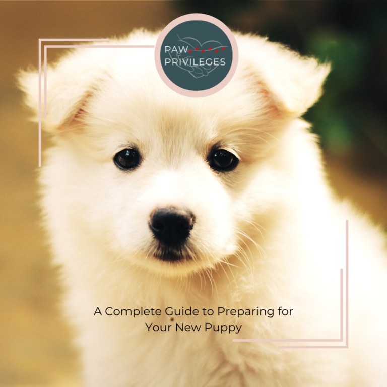 A Complete Guide to Preparing for Your New Puppy