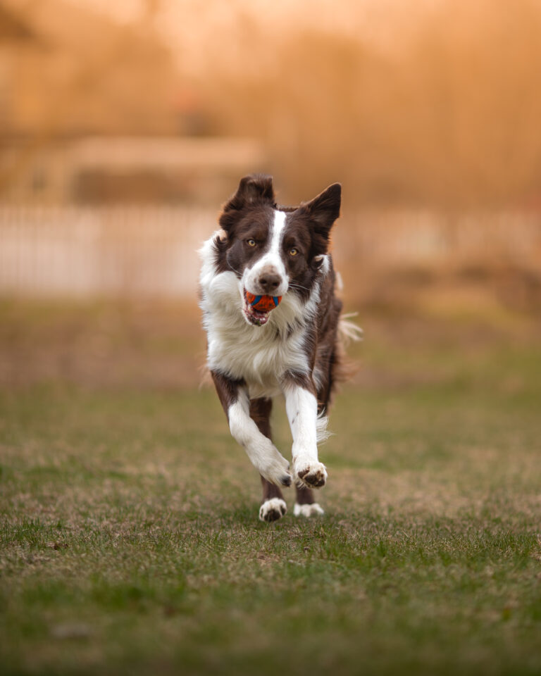 Why You Should Never Buy a Puppy from Kijiji or Craigslist