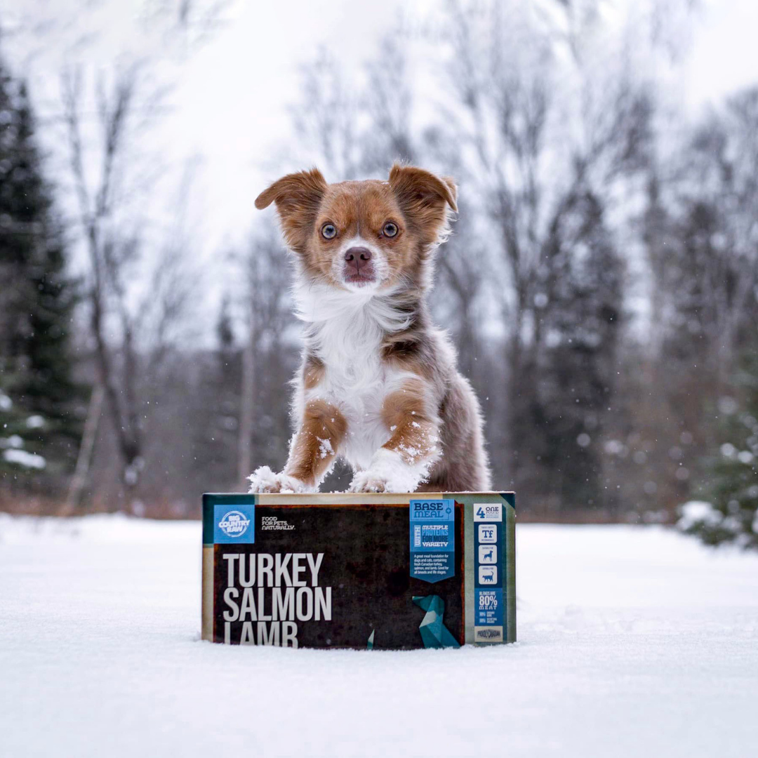 Free Responsible Breeder Puppy Packs. Big Country Raw National Sponsor