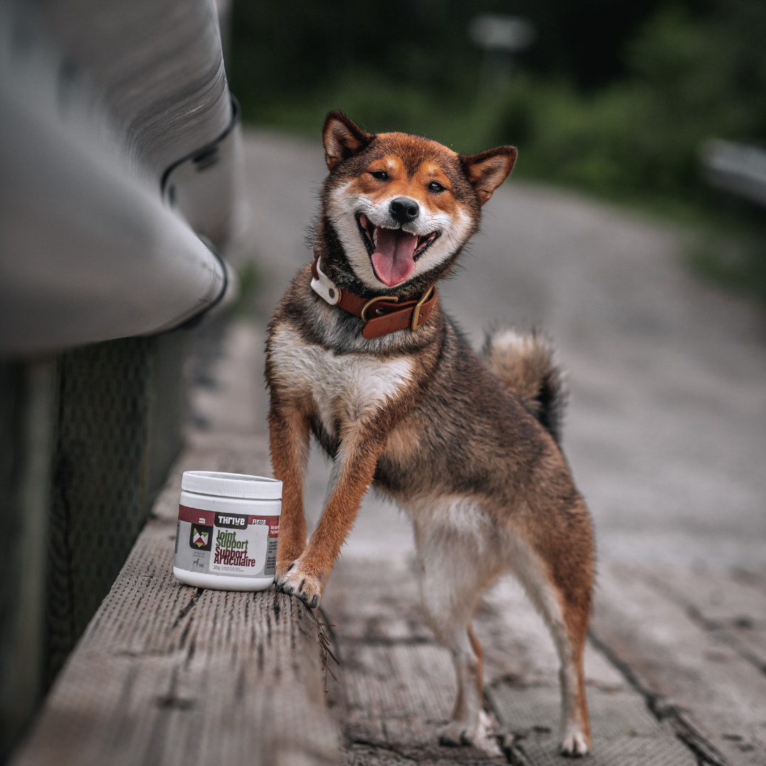 Free Responsible Breeder Puppy Packs