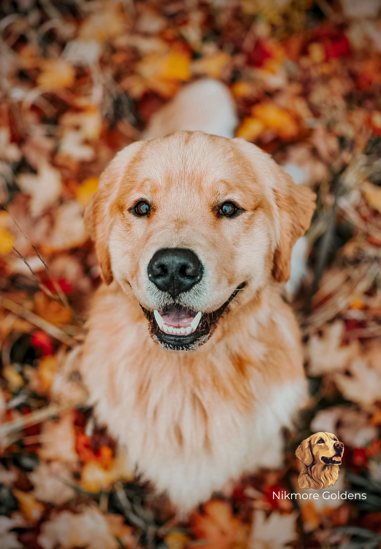 Responsible dog breeders in Canada
