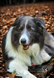 Willowcreek Border Collies | Best Border Collie Breeder in Canada