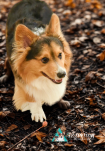 Best Pembroke Welsh Breeder in Canada